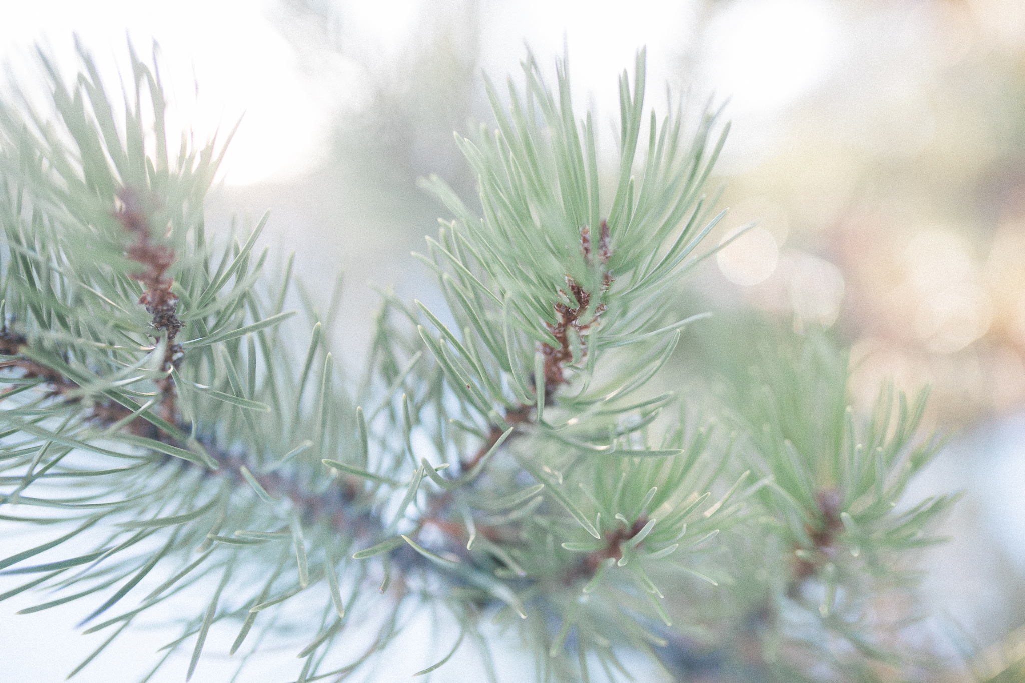 Unitah-Christmas-Tree-Cutting-GabriellaSantosPhotography-WEB-7